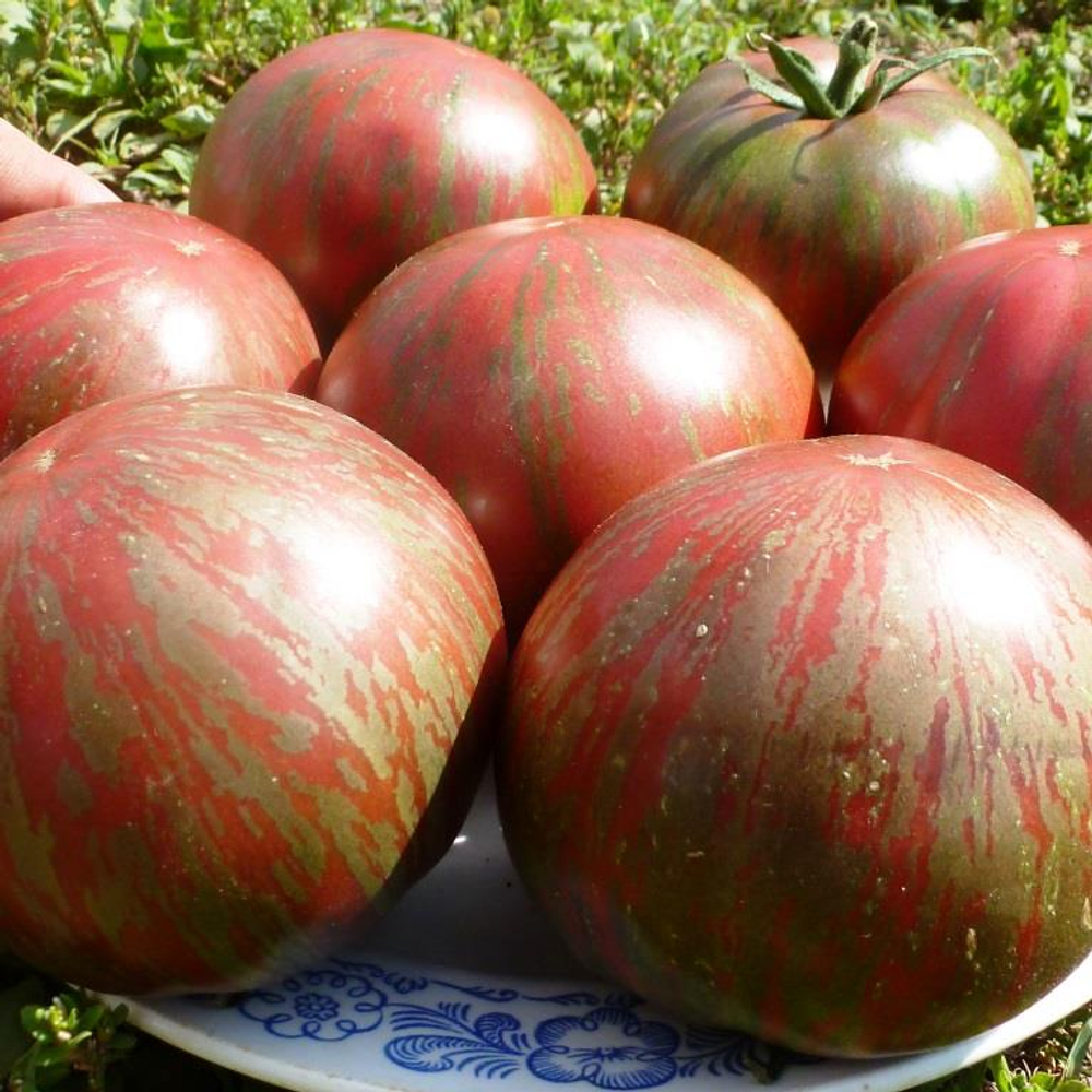 Помидоры - Pink Berkeley Tie-Dye - В стиле Тай-Дай