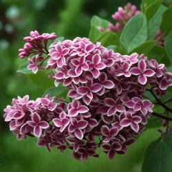 Сирень обыкновенная Сенсейшен штамб 120 см Закупка М66 апрель 2026