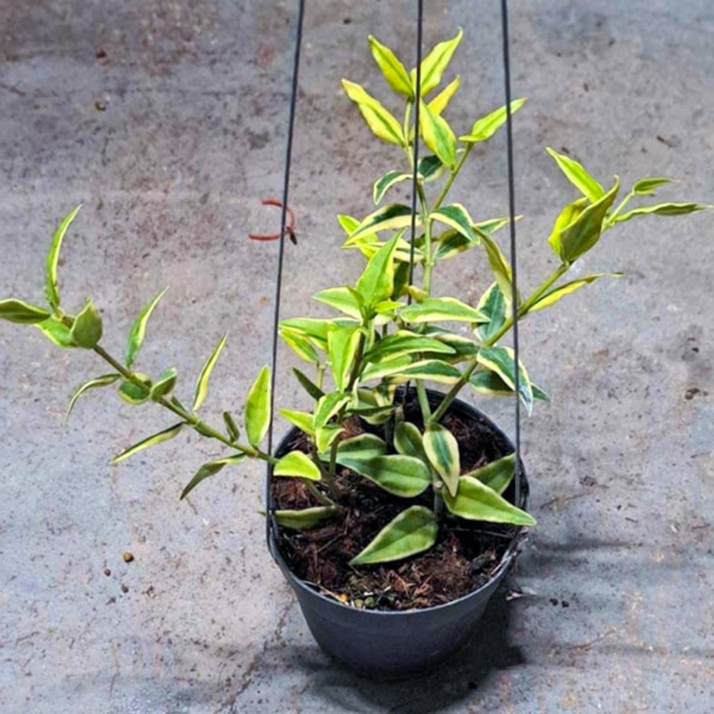 Хойя BELLA ALBOMARGINATA