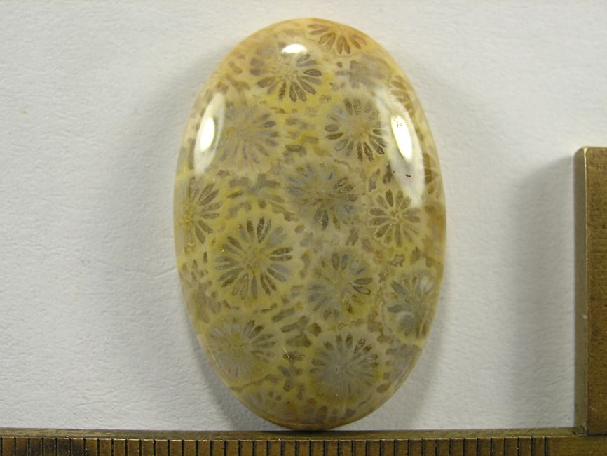 Кабошон коралла окаменелого, овал, 30x20x6 мм (4)