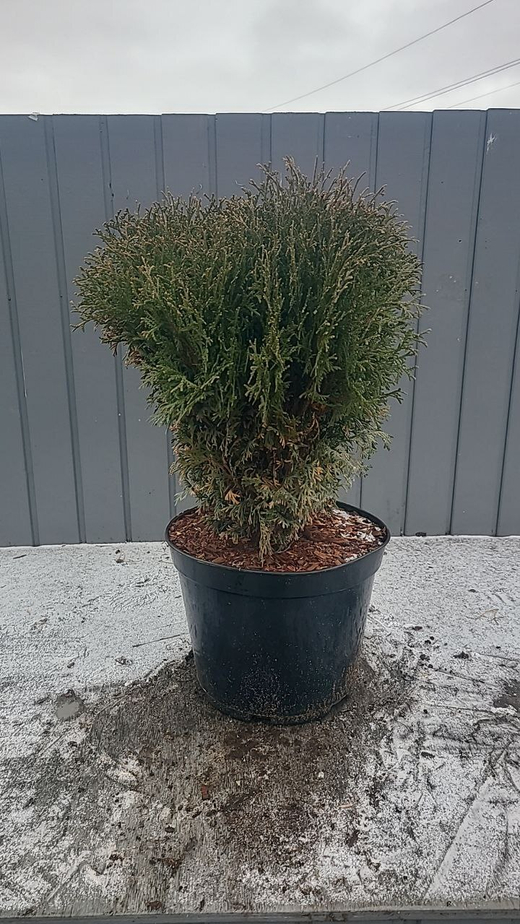 Туя западная Хозери С7,5л (40см) Закупка М35 наличие 2026