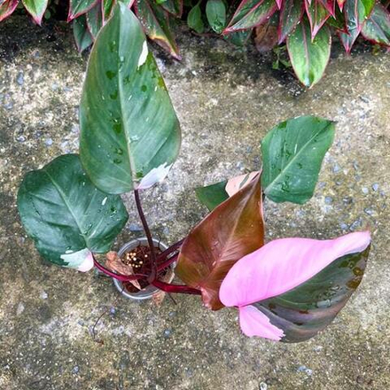 Филодендрон PINK PRINCESS