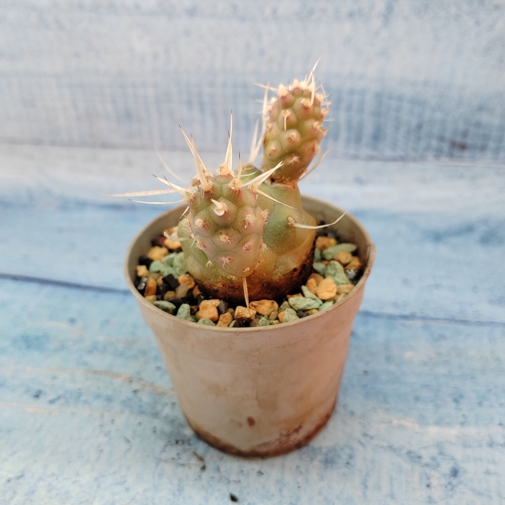 Tephrocactus Articulatus Papyracanthus (Тефрокактус)