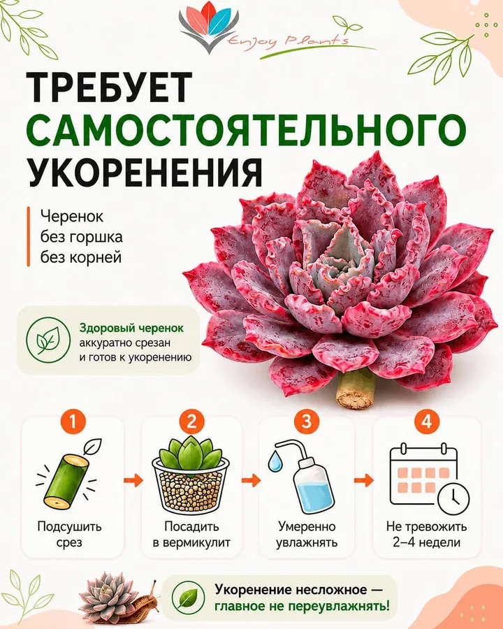инструкция по укоренению