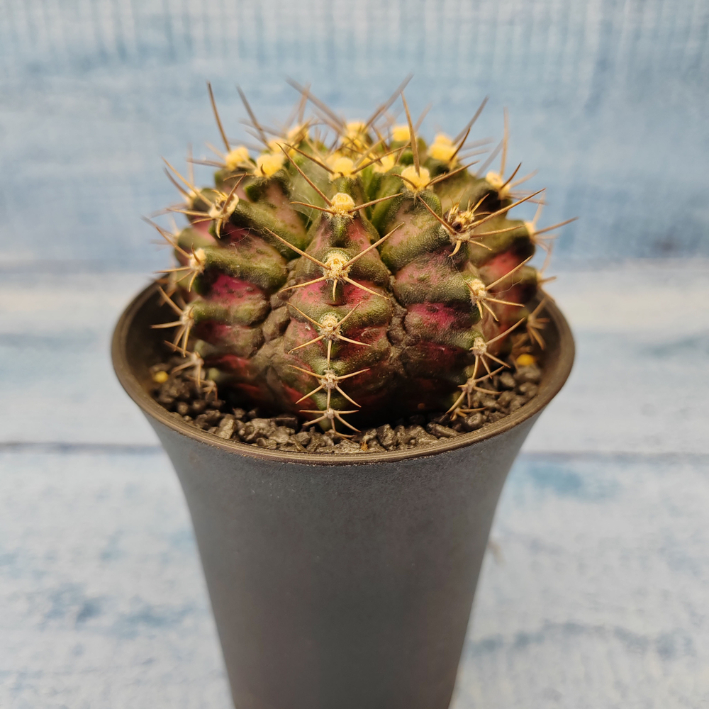 Gymnocalycium T-Rex Pink hybride (Гимнокалициум T-rex)