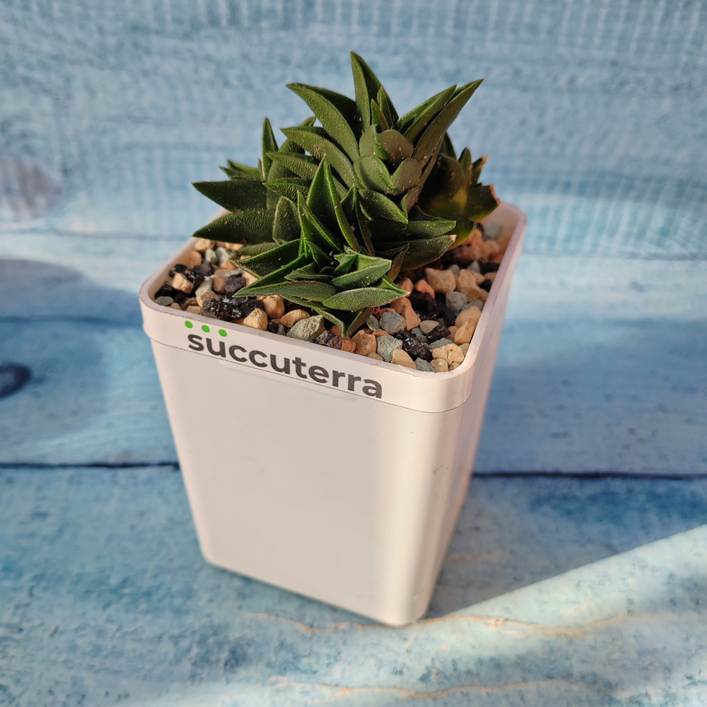 Haworthia Viscosa (Хавортия)