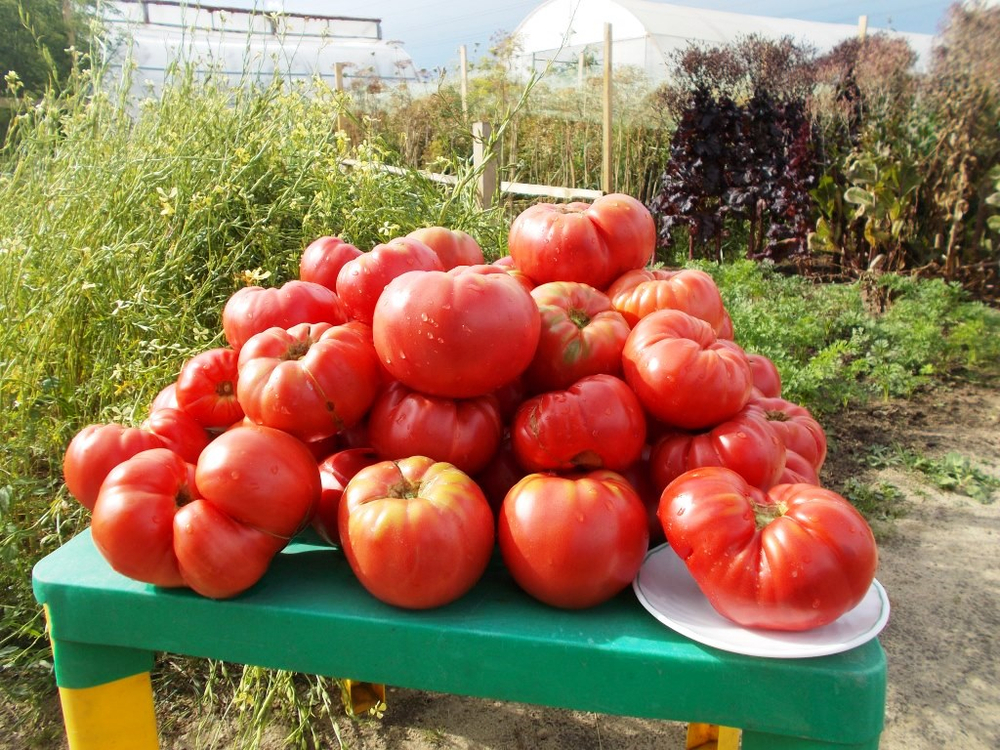 Легендарная Сызранская Розовая Ранняя Помидора