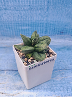 Sansevieria Pyramid Crown (Сансевиерия)