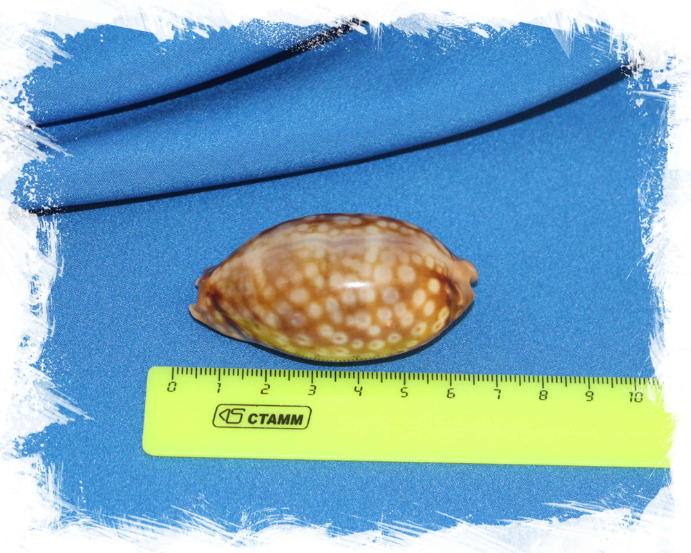 Ципрея зебра (Cypraea zebra) 6,3 см.