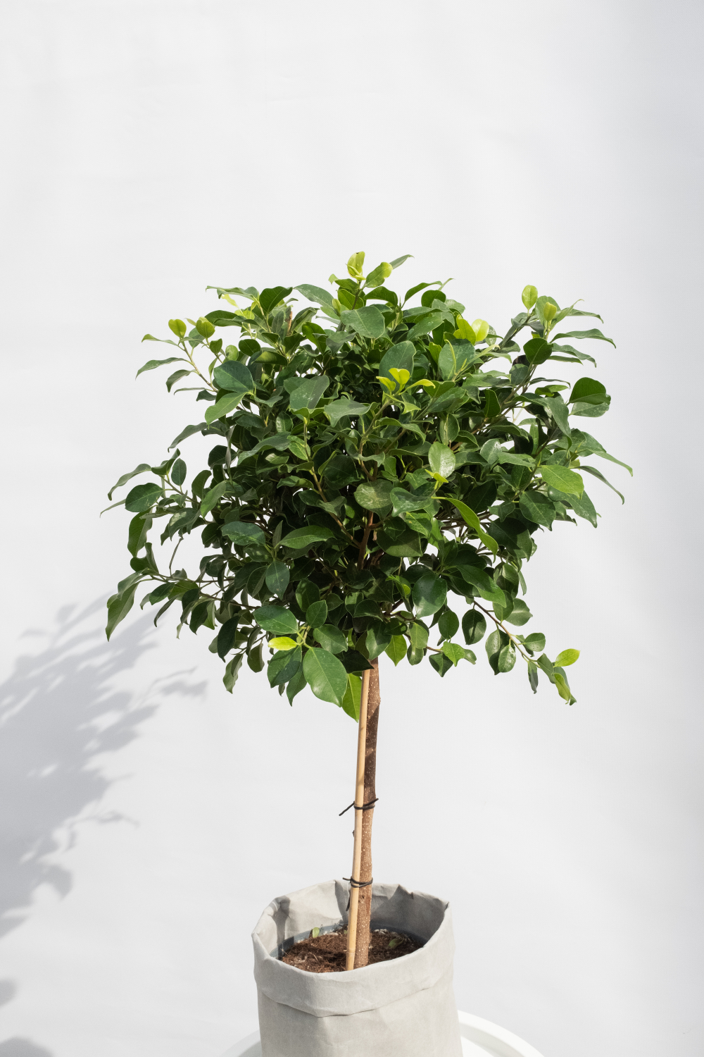 штамбовый Ficus nitida интерьерное дерево