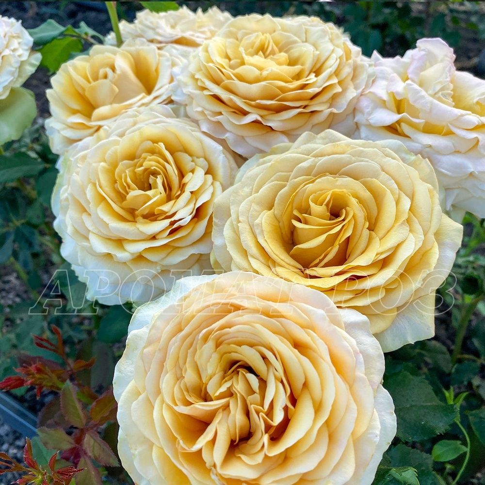 Голден Мустард (Golden Mustard)