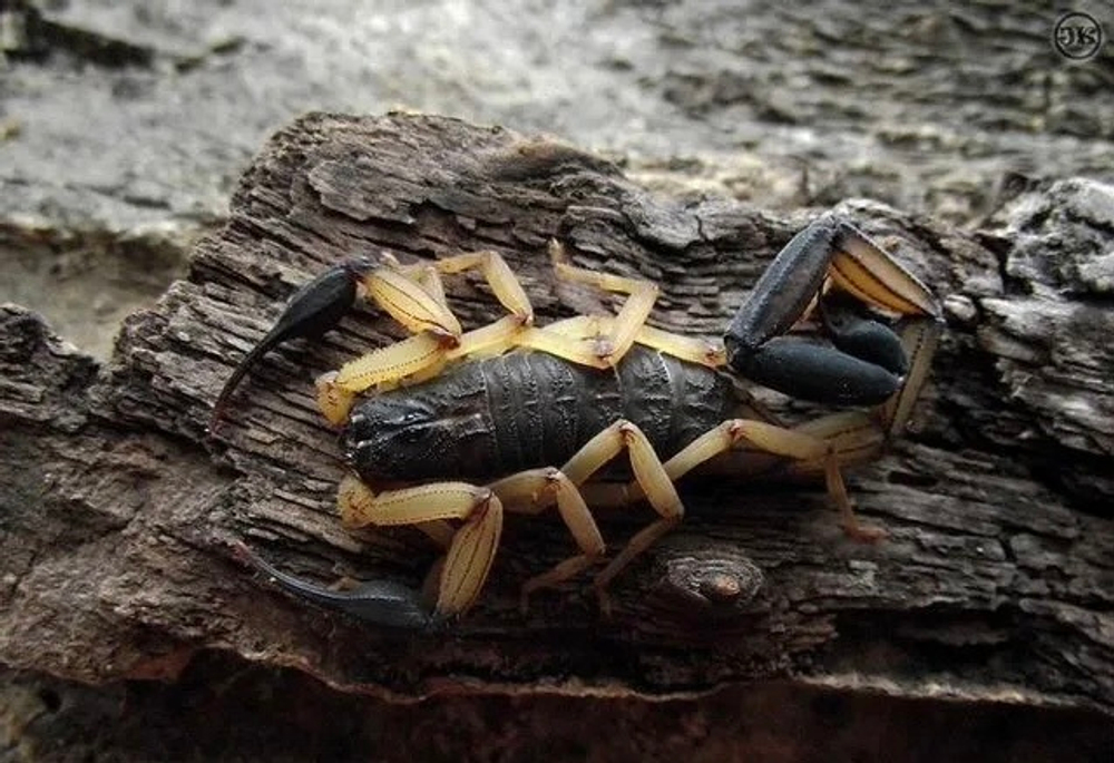 Скорпион Centruroides bicolor (Двуцветный скорпион)