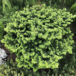 Пихта бальзамическая Нана