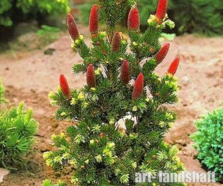 Ель колючая Lucky Strike (Лаки Страйк) 23 см