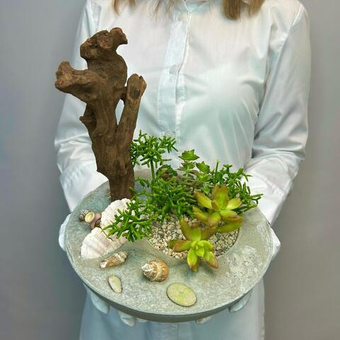 «Коралловый остров» композиция из суккулентов в бетоне