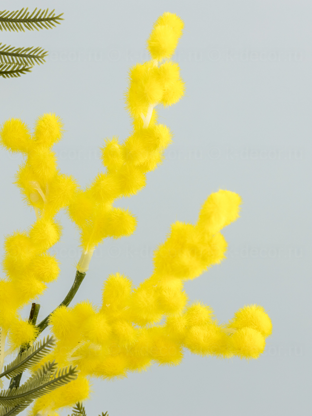 Ветка мимозы Юг