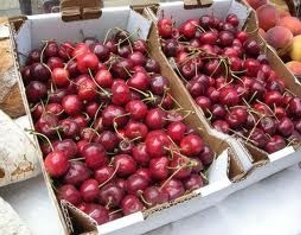 черешня чилийская сорт Bing, lapins ,Van.