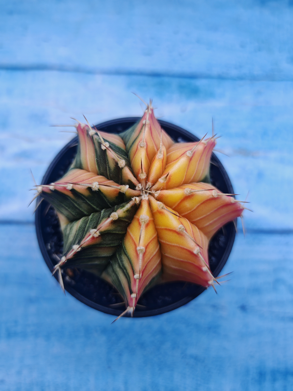 Gymnocalycium Variegata (Гимнокалициум Вариегатный)
