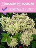 Пастел Грин гортензия метельчатая