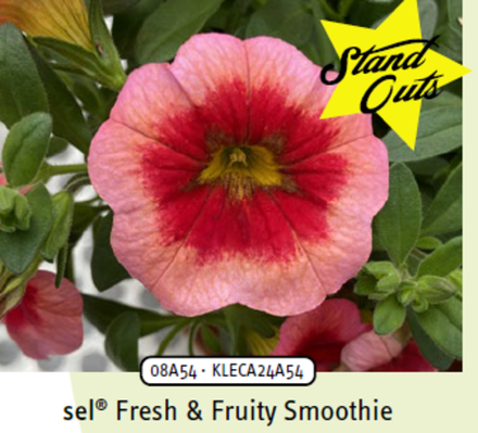 Калибрахоа