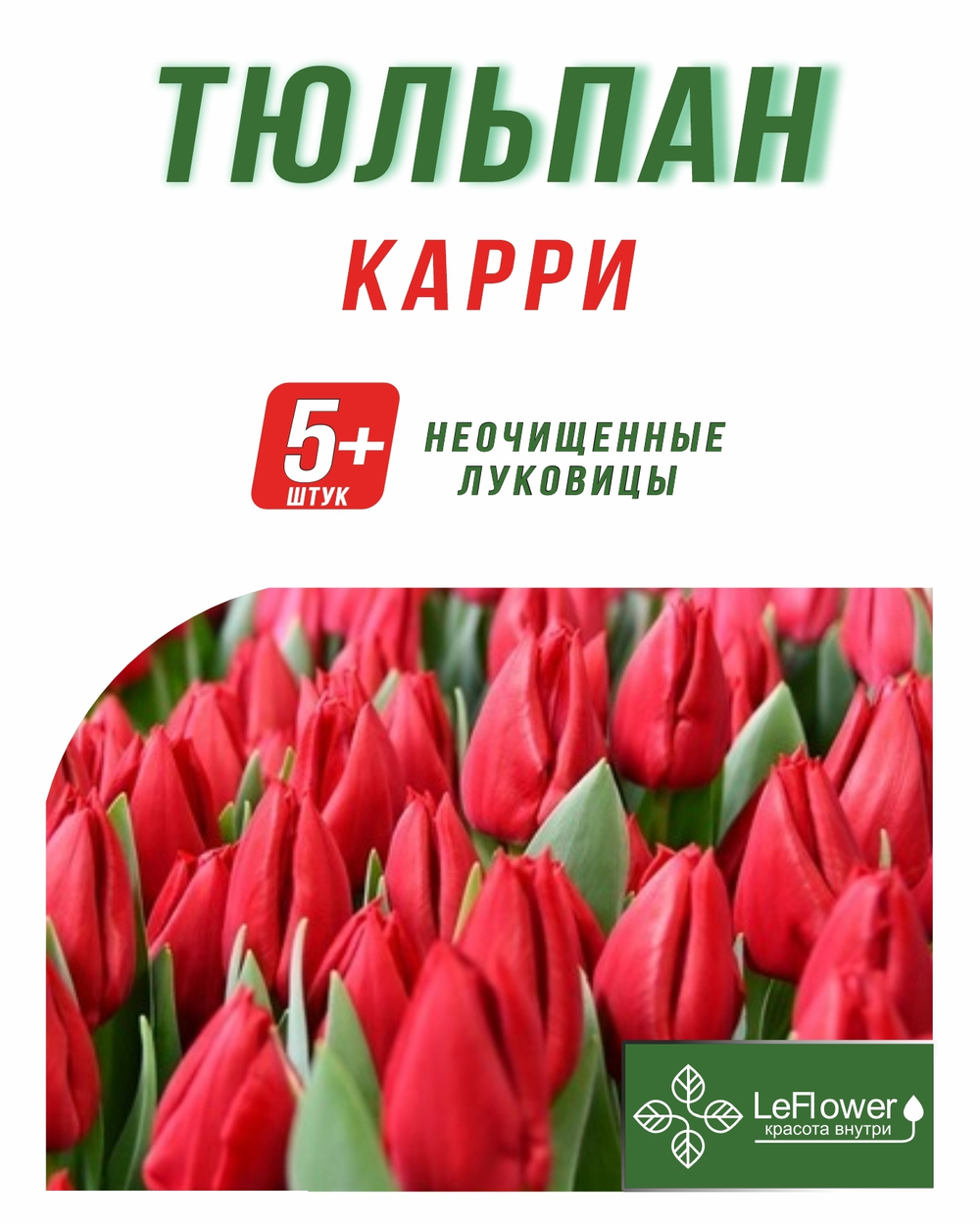 Тюльпан Луковица, Карри, 5+ шт