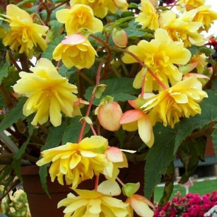 Begonia Belleconia citrus ЕВРО укорененный черенок ФЕВРАЛЬ 25