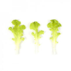 Карловия семена салата бэби-лиф (Rijk Zwaan / Райк Цваан)