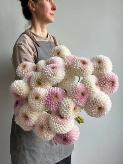 Георгин Pink Pearl (корень) Закупка М55 апрель 2026