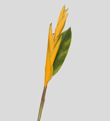 TR 524 Райская птица