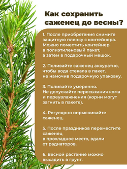Саженец Ель канадская Коника новогодняя 10-15 см