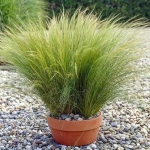 Ковыль тончайший Пони Тейлз С2