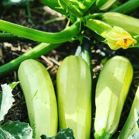 КАВИЛИ F1 семена кабачка Nunhems описние