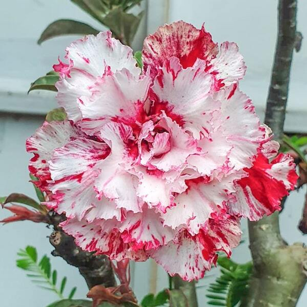 Адениум обесум 263 Cam Mutation