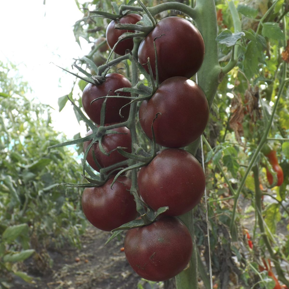 Томат Чоко Бэби F1 5шт ВитаГрин ЭКСТРА