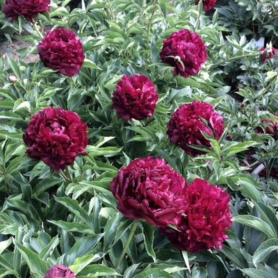 Пион травянистый Хайлайт