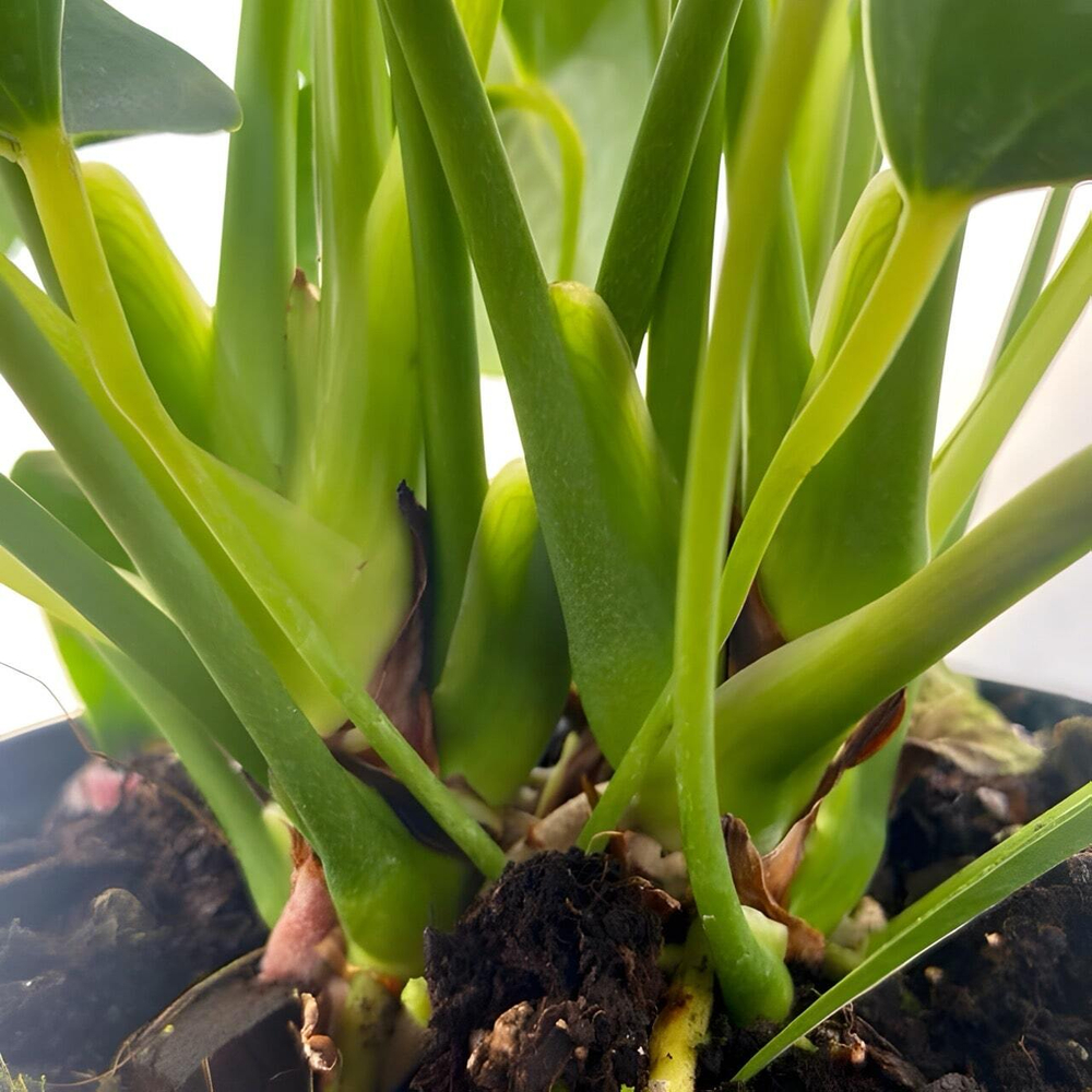 Антуриум Андре MICHIGAN (H77)