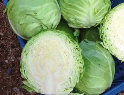 Мона лиза F1 семена капусты белокочанной (Sakata / Саката)