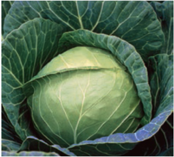 Пруктор F1 семена капусты белокочанной (Syngenta / Сингента)