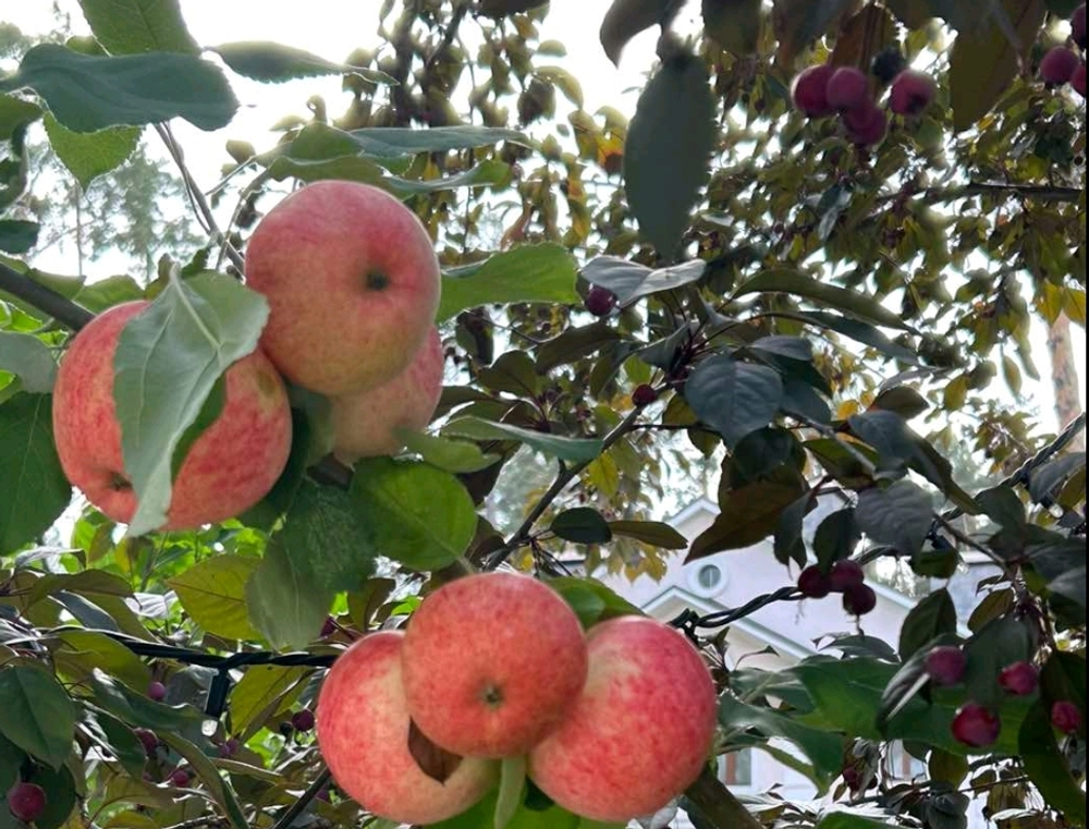 Двухсортовые саженцы яблони