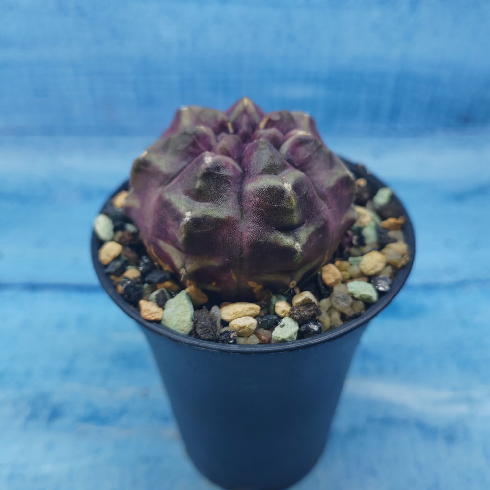 Gymnocalycium Daydream (Гимнокалициум)