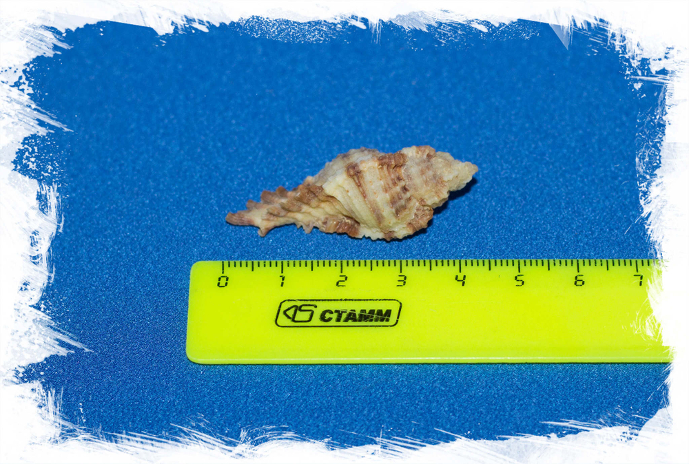 Ракушка Мурекс трикветер, Murex triqueter размер