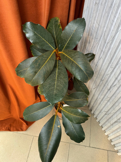 Фикус Вельвет, D18см Н80см, 1шт, Urban Jungle (7143)