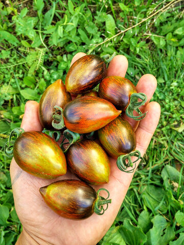 Атомный виноград Брэда (Brad's atomic grape) сорт томата