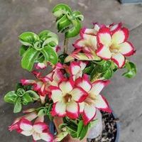 Адениумы прочие