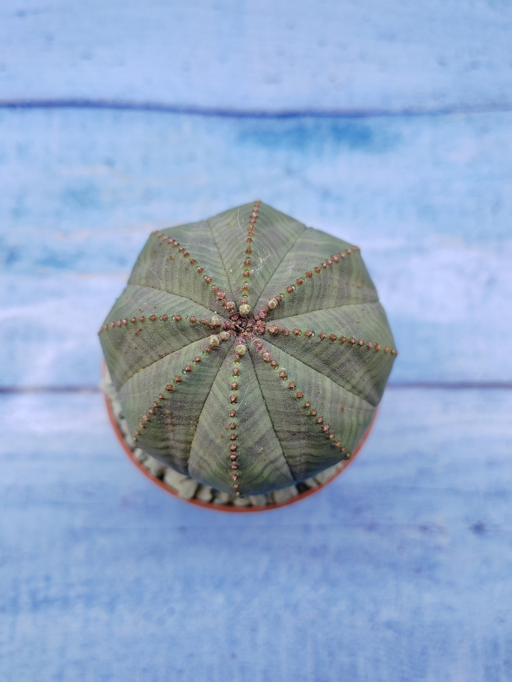Euphorbia Obesa (Эуфорбия)