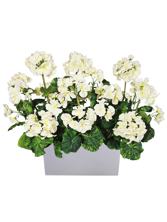 Герань белая 50см в длинном светлом кашпо
