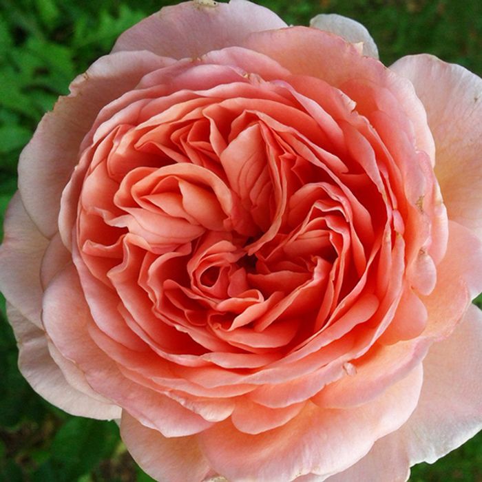 Роза английская Абрахам Дерби &quot;Abraham Darby&quot;