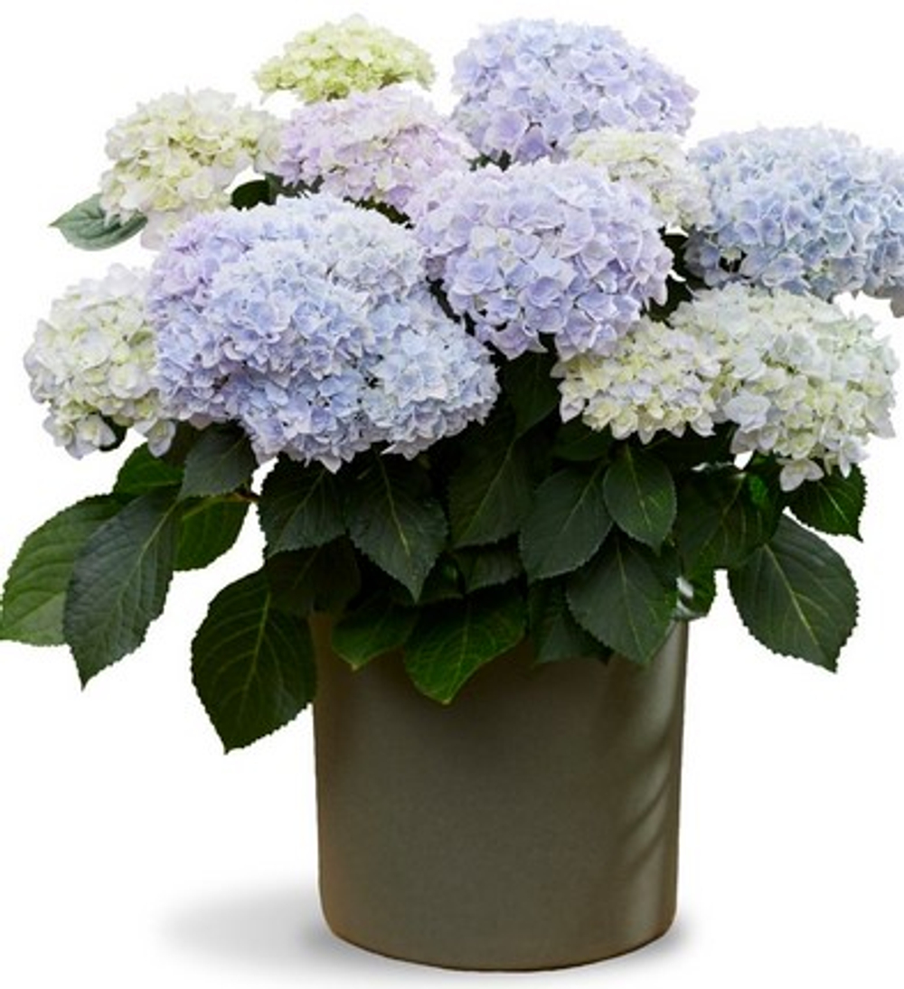 Doppio Azzurro (Доппио Аззуро) Р12 Европа 2026