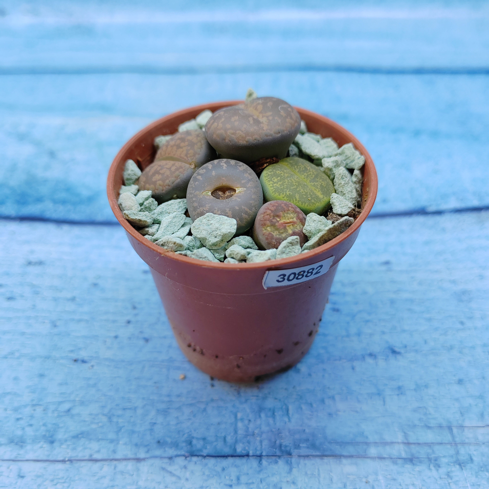 Lithops sp. (Литопсы)