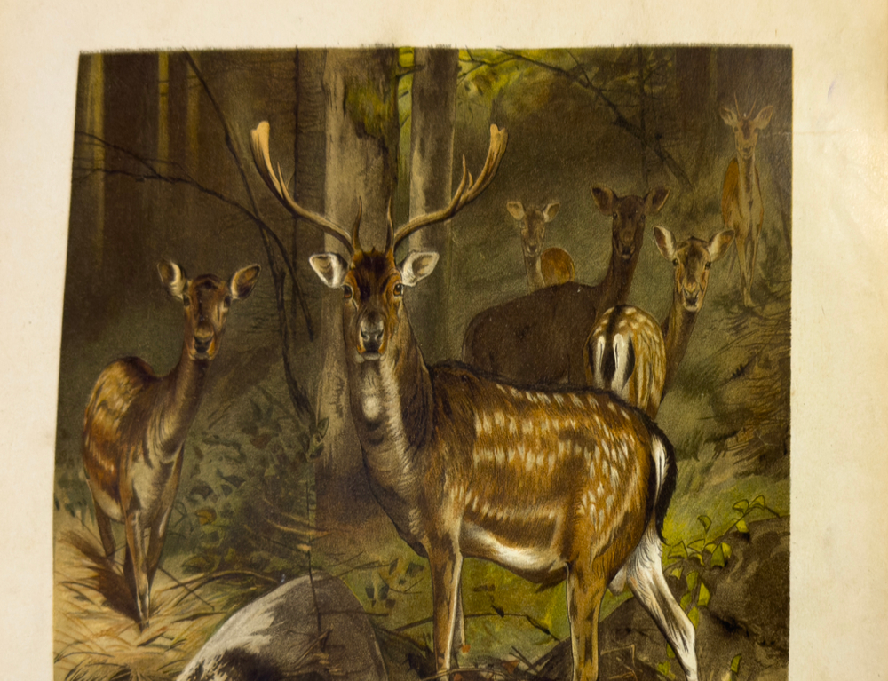 Брэм. Жизнь животных.1 том. Млекопитающие. СПб. Просвещение. 1909г.